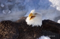 Kenai-Peninsula;Bald-Eagle;Haliaeetus-leucocephalus;Alaska;behavior;look;looking